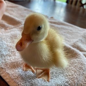 Meet your Posher, Tessa